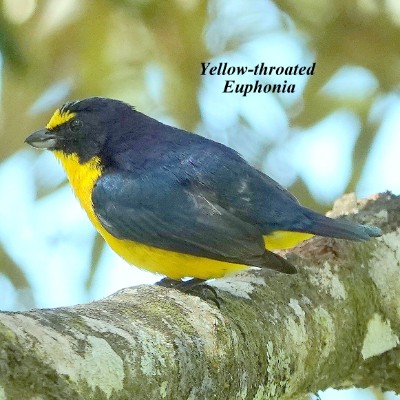 Yellow-throated Euphonia